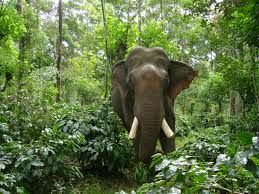 Wild elephants wreak havoc in coffee plantation and yard